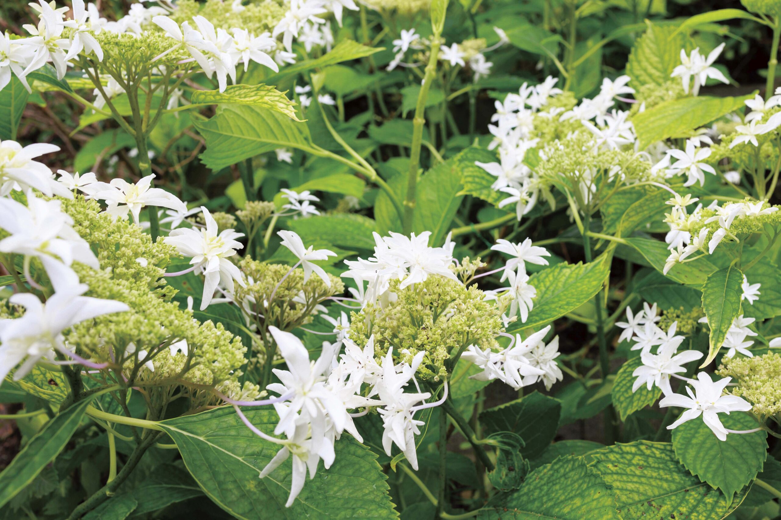 ガクアジサイの八丈千鳥の全体写真