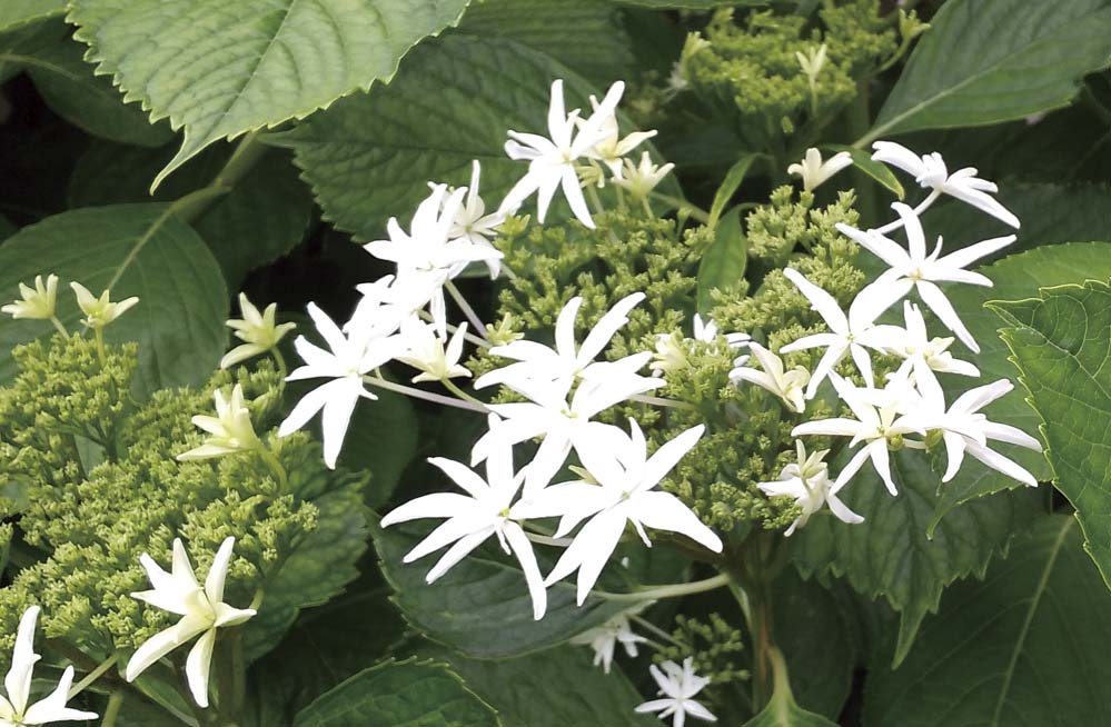 希少品種ガクアジサイの八丈千鳥