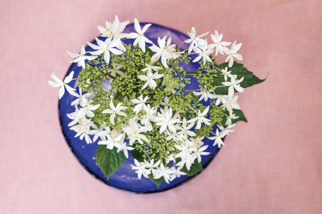 希少品種ガクアジサイの八丈千鳥