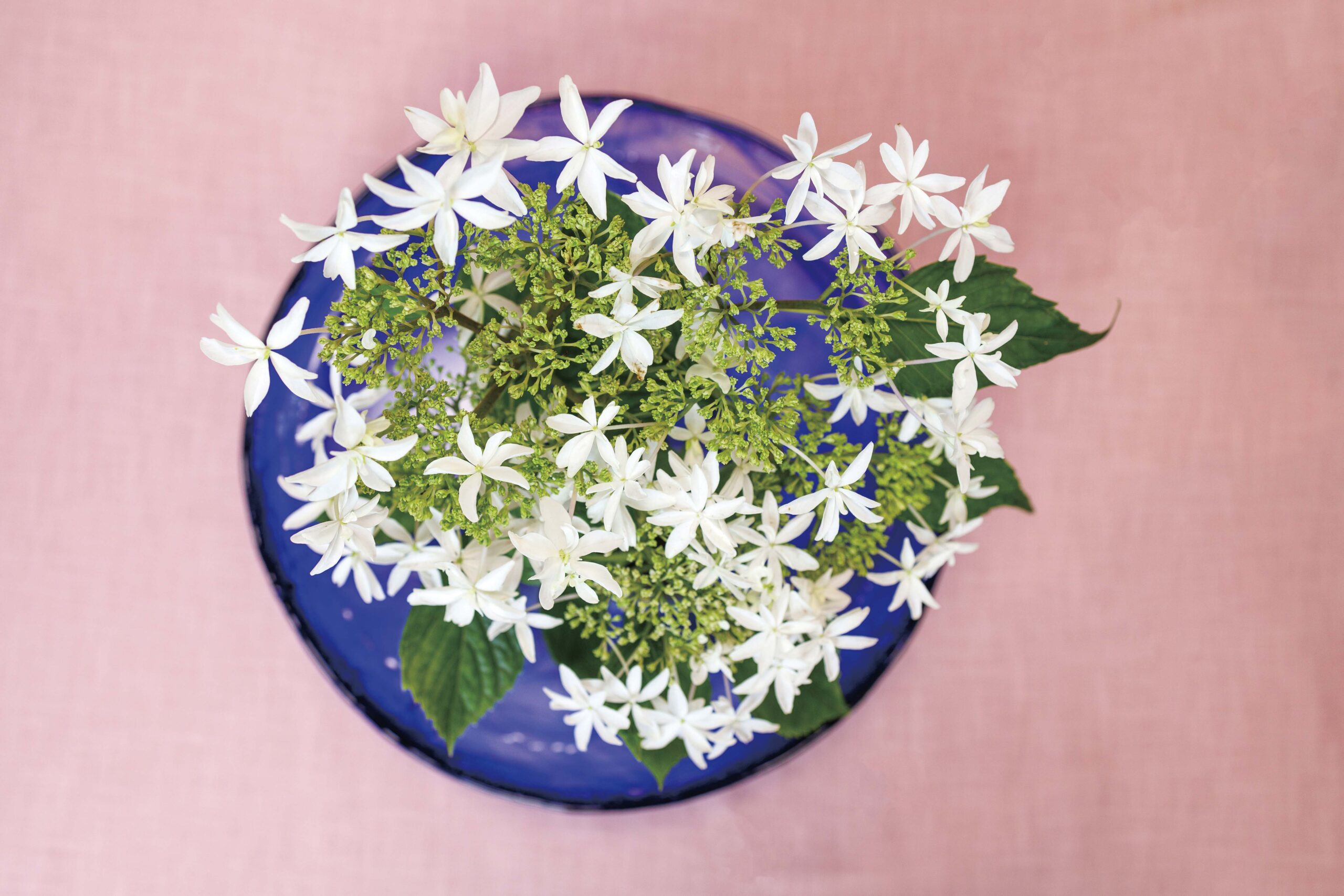 ガクアジサイの八丈千鳥を花瓶の上に配置