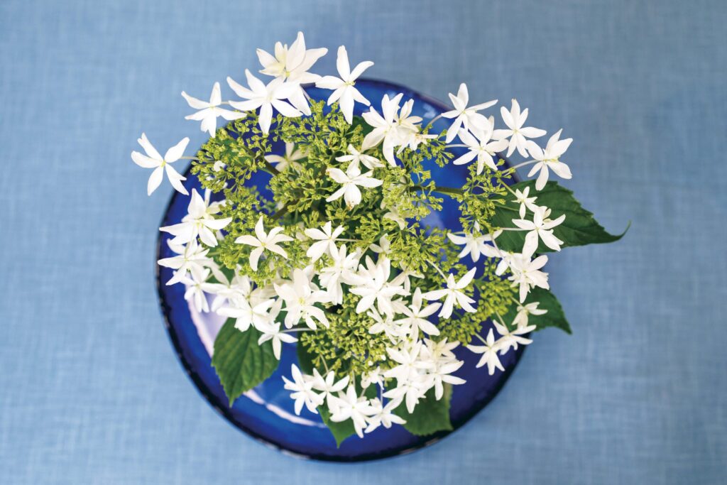 希少品種ガクアジサイの八丈千鳥