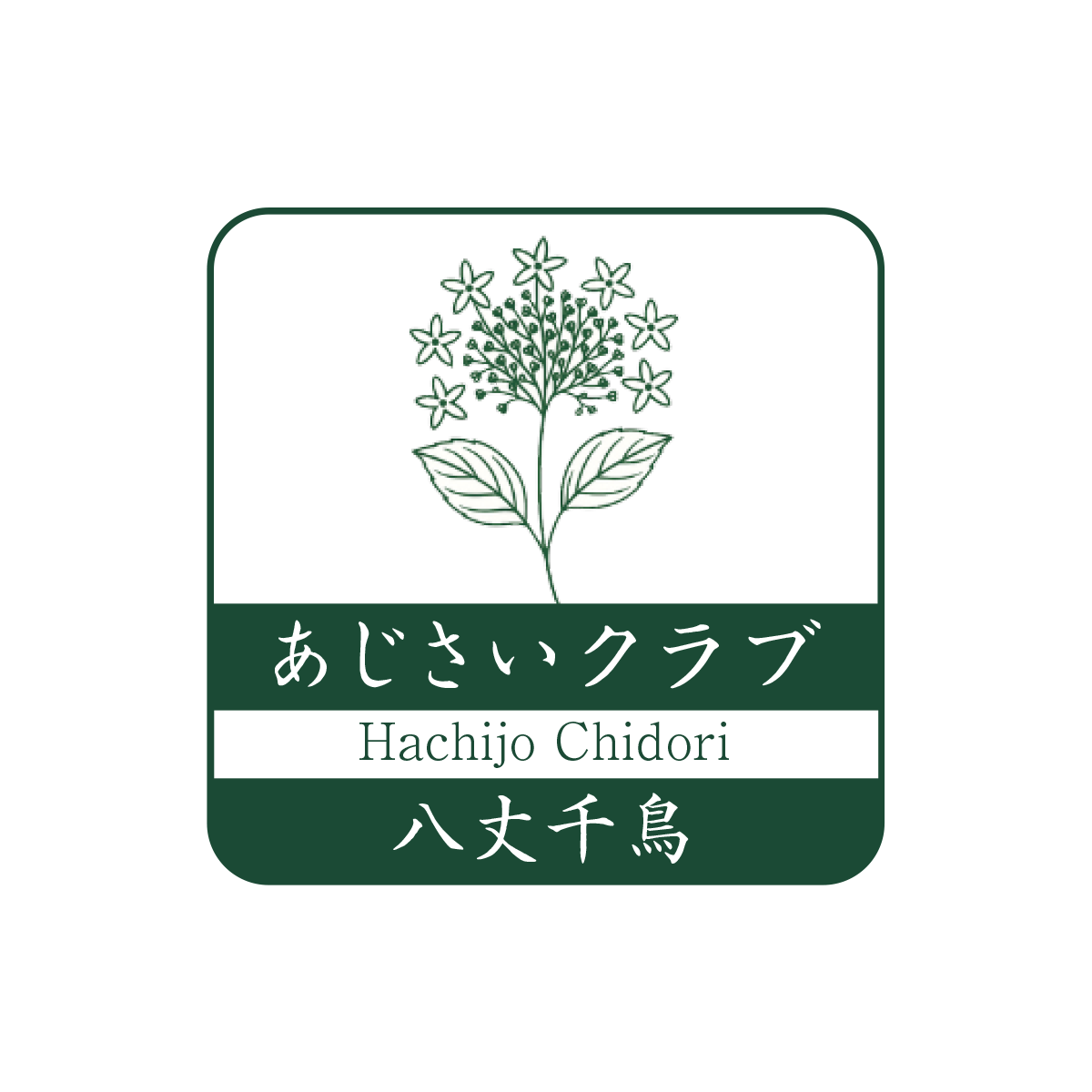 あじさい・八丈千鳥倶楽部｜ガクアジサイ八丈千鳥の魅力と栽培・購入